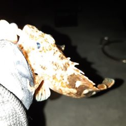 大竹~廿日市調査