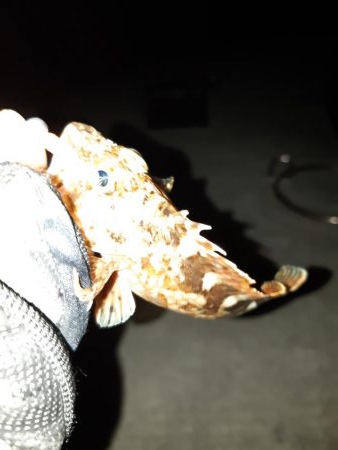 大竹~廿日市調査