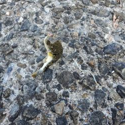 明石一文字で10目