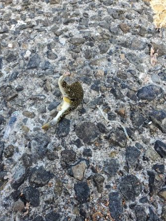 明石一文字で10目