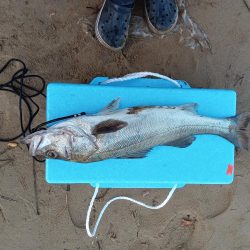 海ルアー初心者です