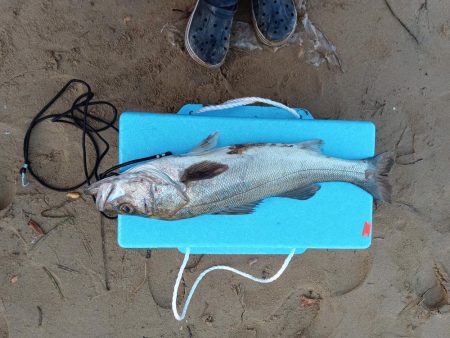 海ルアー初心者です