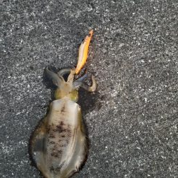 エギング 高知 宇佐一文字堤防