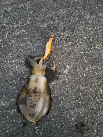 エギング 高知 宇佐一文字堤防