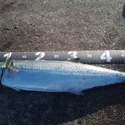 サゴッシング１