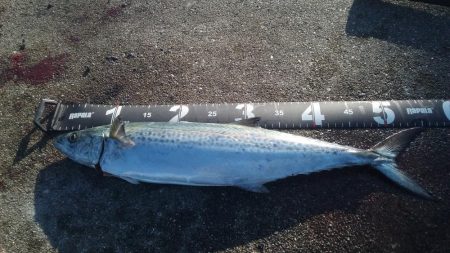 サゴッシング１