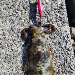 今日もチビアオリと戯れる