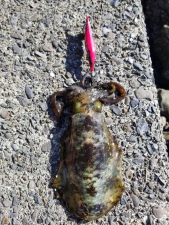 今日もチビアオリと戯れる