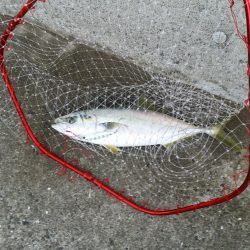 早朝プチsalt water game