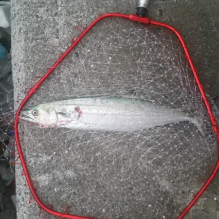 早朝プチsalt water game