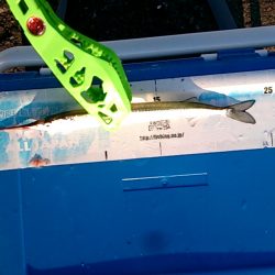 だいぶ大きくなりました