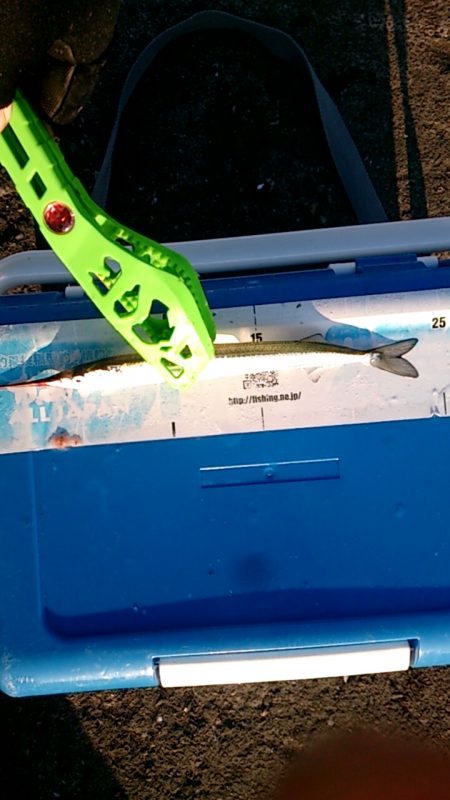 だいぶ大きくなりました