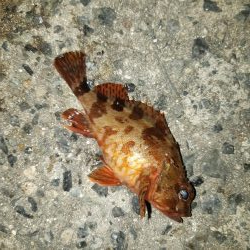 アジはどこですか?