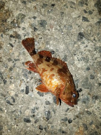 アジはどこですか?