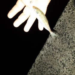 今日もアジング