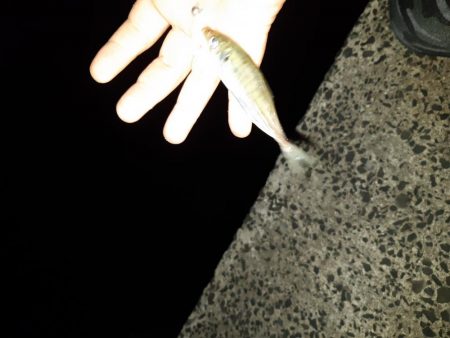 今日もアジング