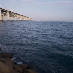 サゴシ連発‼️