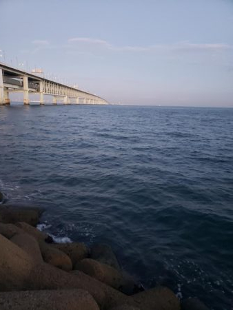 サゴシ連発‼️