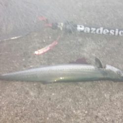 サゴッシング２