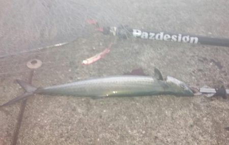 サゴッシング２