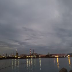 こんなん釣れました