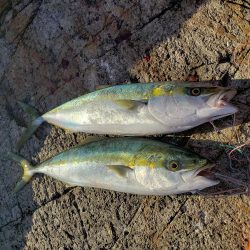 小さいけどこの前のリベンジ(*^-^)