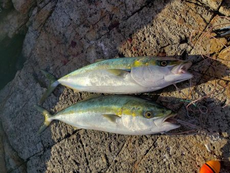 小さいけどこの前のリベンジ(*^-^)