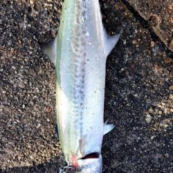 今日は釣れないかと思った