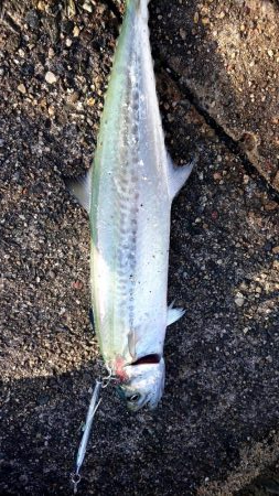 今日は釣れないかと思った