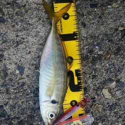 なんとか釣れました