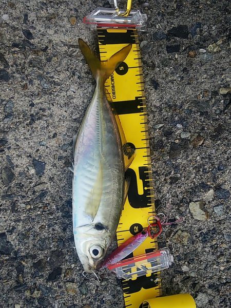 なんとか釣れました