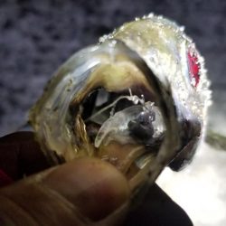 ジグ単アジング