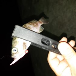 やっと入れました!