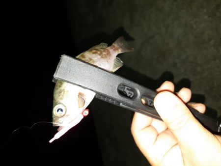 やっと入れました!