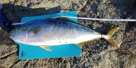 久しぶりのハマチ！！予期せぬ大物！！