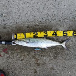 早朝プチsalt water game!