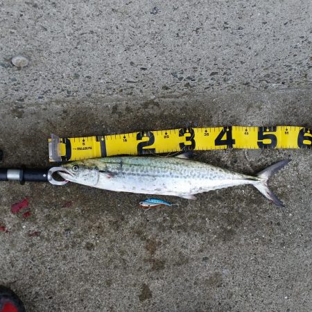 早朝プチsalt water game!