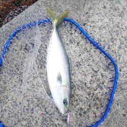 じあいでサゴシ連発!!