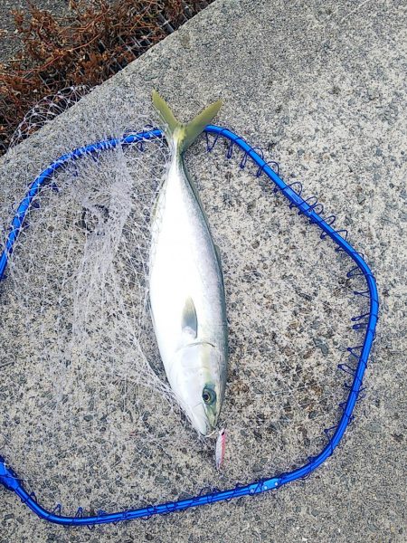 じあいでサゴシ連発!!