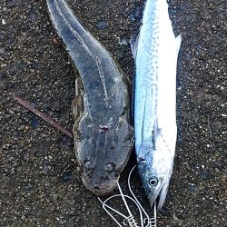 この季節に初めて釣れた