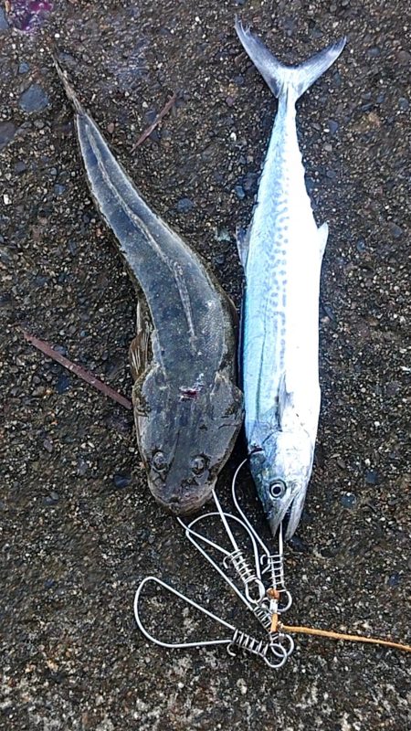 この季節に初めて釣れた