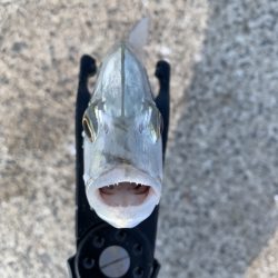 アジングでまさかの…