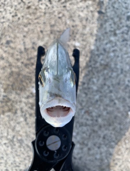 アジングでまさかの…