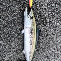 久しぶりの吹上でサゴシ