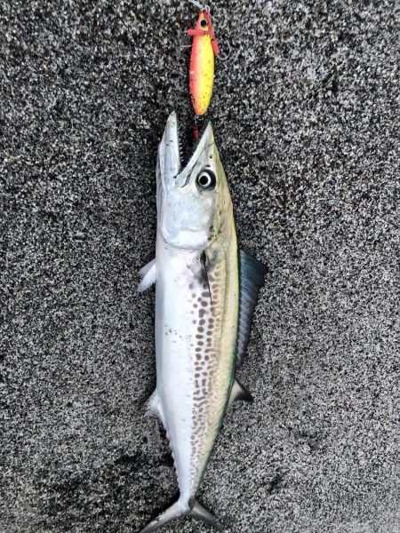 久しぶりの吹上でサゴシ