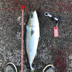 神戸F4太刀魚＆メジロ