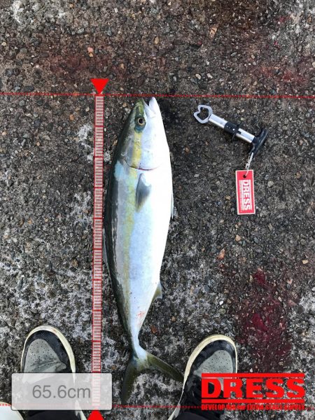 神戸F4太刀魚＆メジロ