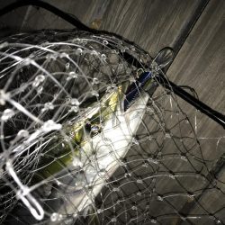 今季初青物GET。