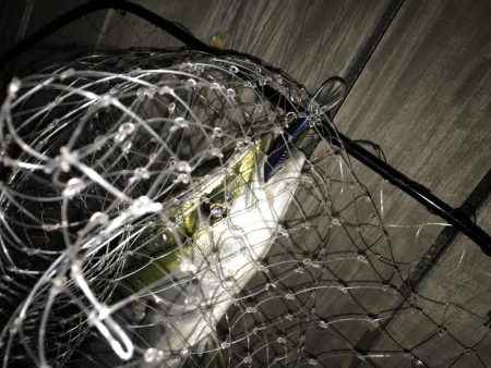 今季初青物GET。