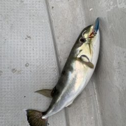 ライトジギング釣行